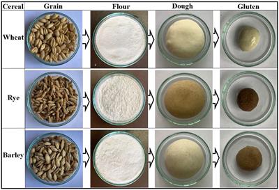 Comparative Quality Evaluation of Physicochemical, Technological, and Protein Profiling of Wheat, Rye, and Barley Cereals